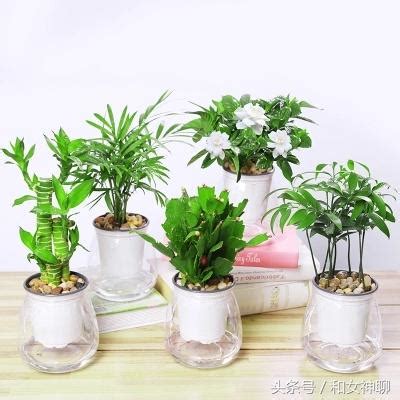 陽台植物招財|陽台植物招財妙招！4種植物讓你財源滾滾來 